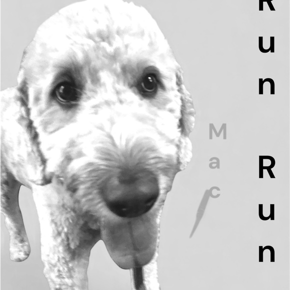 Dog Leash - Picture 10 of 10